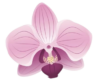 Suffolk Orchids Logo