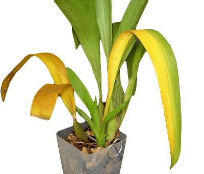 orchid leaves turning yellow