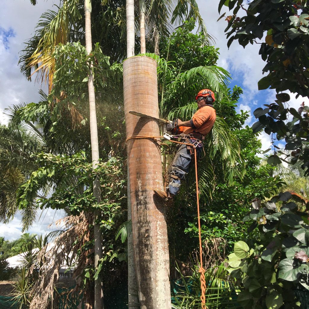 tree removal