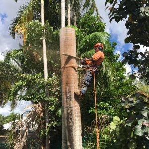 tree removal